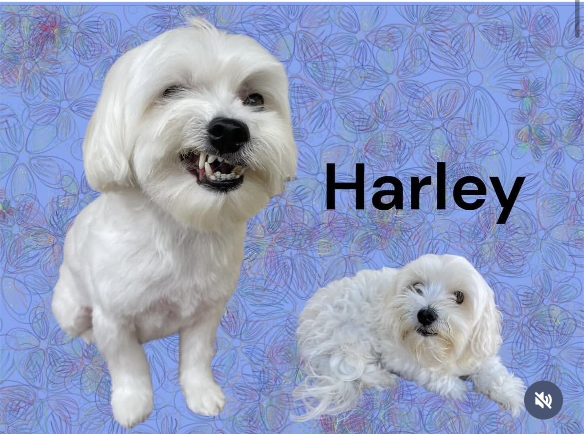 Maui Dogs gallery dog photo 1