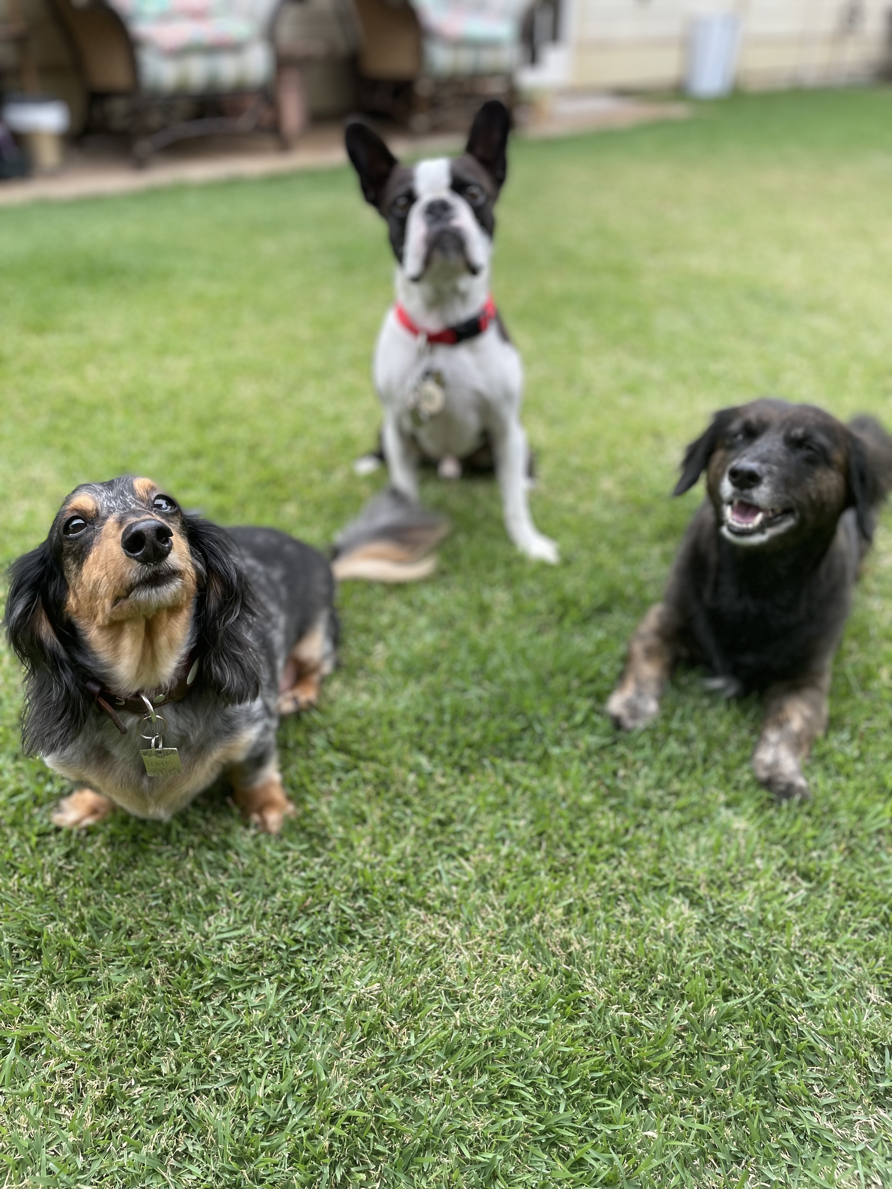 Maui Dogs gallery dog photo 10